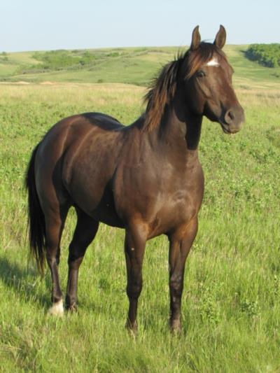 Sapa Hula Drift JW<br>AQHA 5571529